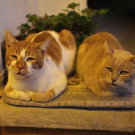 アパート Irene' S Paradise スコペロス